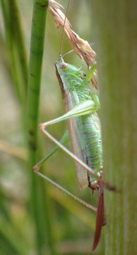 Réf. 240 892 : Conocephalus fuscus